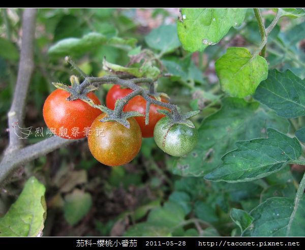 茄科-櫻桃小番茄_05.jpg 茄科-櫻桃小番茄_05.jpg