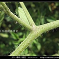 茄科-櫻桃小番茄_09.jpg