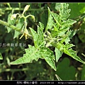 茄科-櫻桃小番茄_10.jpg