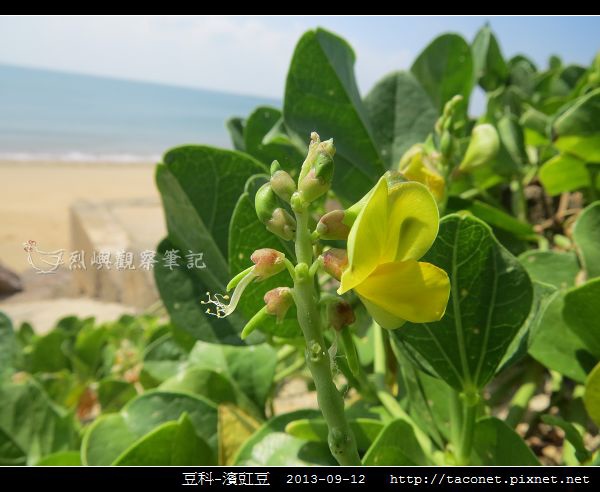 豆科-濱豇豆_09.jpg 豆科-濱豇豆_09.jpg
