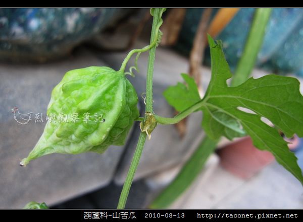 葫蘆科-山苦瓜_05.jpg