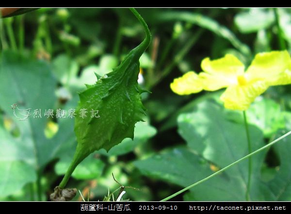 葫蘆科-山苦瓜_09.jpg 葫蘆科-山苦瓜_09.jpg
