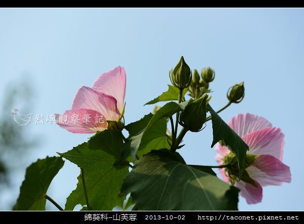 錦葵科-山芙蓉_01.jpg