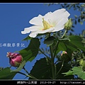 錦葵科-山芙蓉_08.jpg