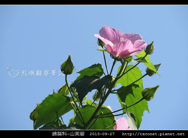 錦葵科-山芙蓉_14.jpg