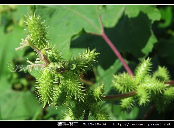 菊科-蒼耳_07.jpg 菊科-蒼耳_07.jpg