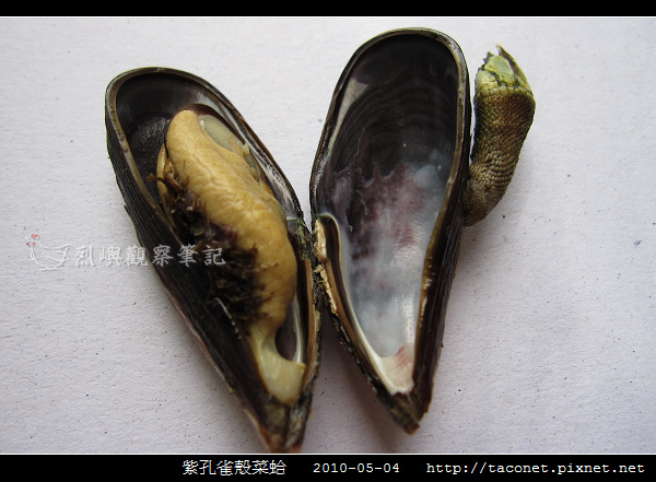 紫孔雀殼菜蛤 烈嶼觀察筆記 痞客邦
