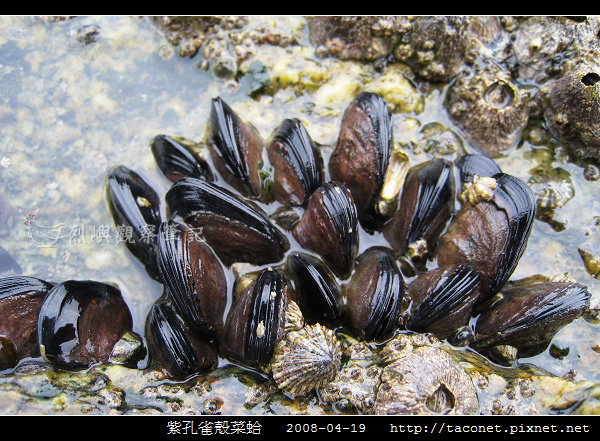 紫孔雀殼菜蛤_04.jpg 紫孔雀殼菜蛤_04.jpg