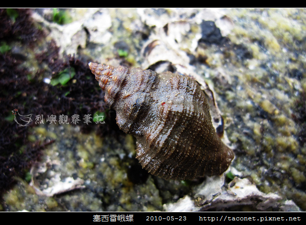 塞西雷峨螺_04.jpg 塞西雷峨螺_04.jpg
