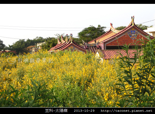 豆科-太陽麻_11.jpg 豆科-太陽麻_11.jpg