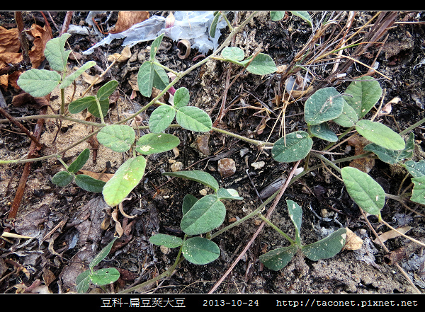 豆科-扁豆莢大豆_15.jpg 豆科-扁豆莢大豆_15.jpg
