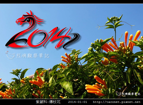 紫葳科-爆杖花_05.jpg 紫葳科-爆杖花_05.jpg