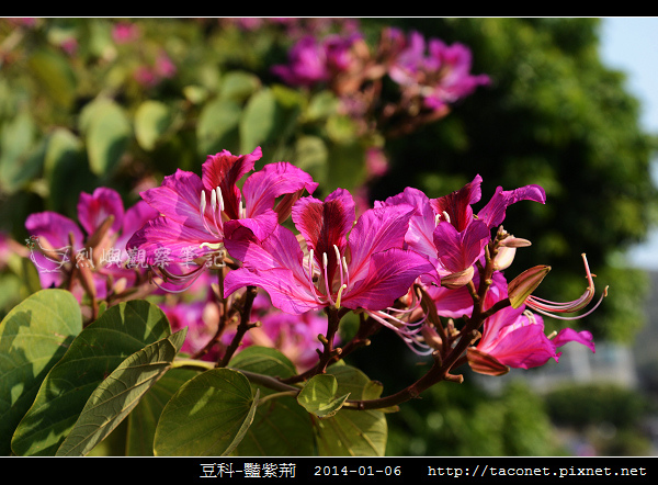 豆科-豔紫荊_14.jpg 豆科-豔紫荊_14.jpg