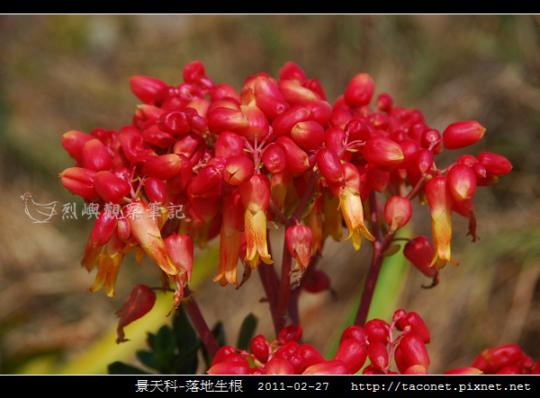 景天科-落地生根_05.jpg 景天科-落地生根_05.jpg