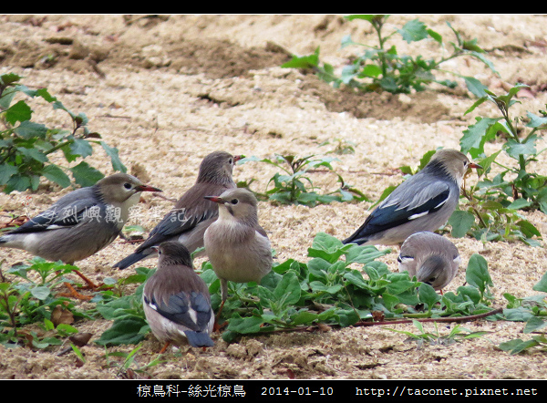 椋鳥科-絲光椋鳥_04.jpg 椋鳥科-絲光椋鳥_04.jpg