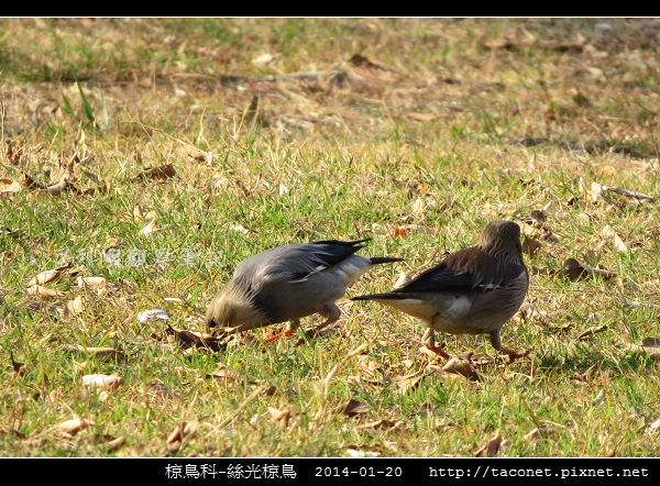 椋鳥科-絲光椋鳥_06.jpg