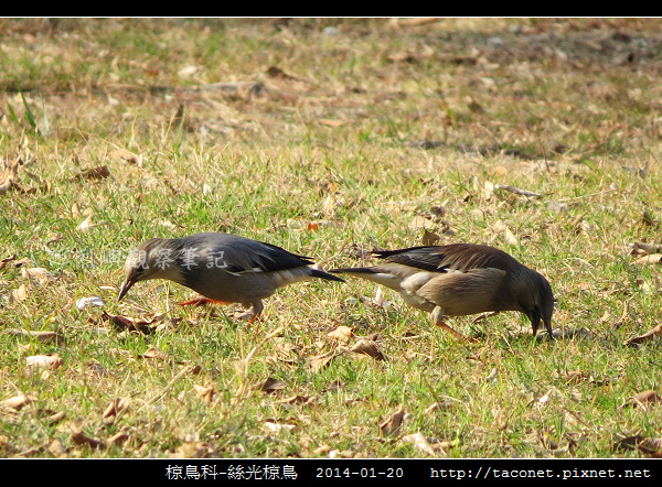 椋鳥科-絲光椋鳥_07.jpg