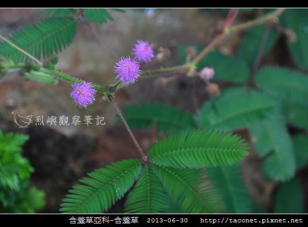 豆科-含羞草_01.jpg