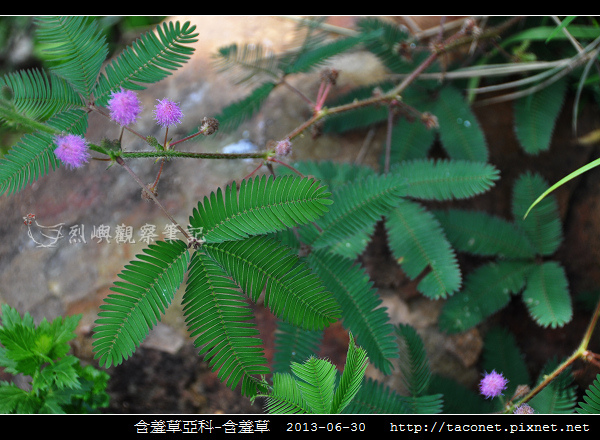 豆科-含羞草_02.jpg 豆科-含羞草_02.jpg