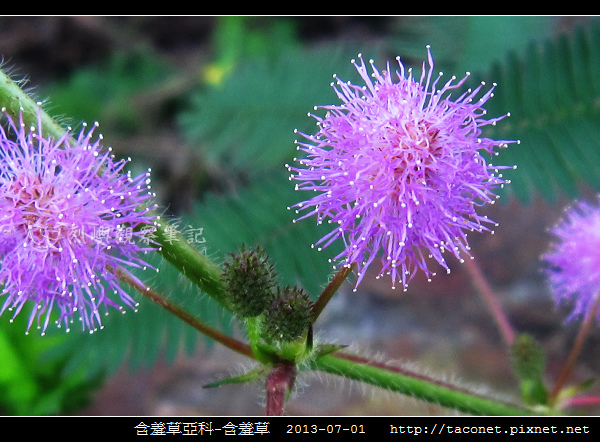 豆科-含羞草_04.jpg