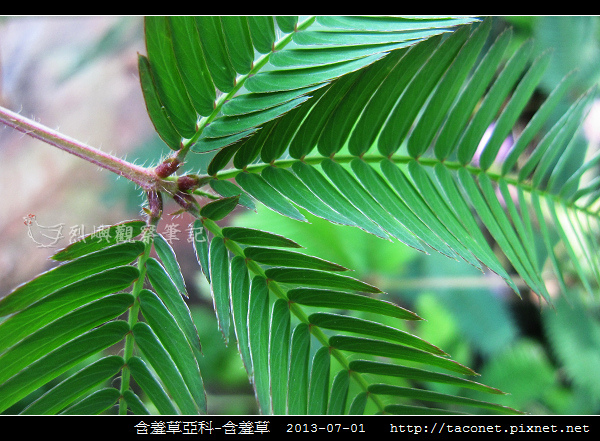 豆科-含羞草_09.jpg