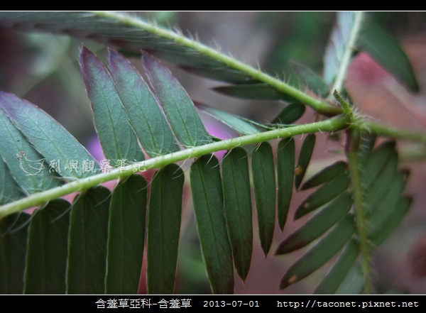 豆科-含羞草_10.jpg