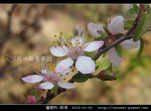薔薇科-郁李_07.jpg 薔薇科-郁李_07.jpg