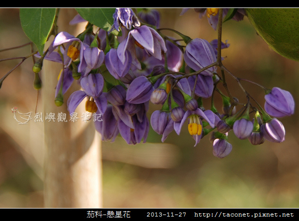 茄科-懸星花_01.jpg