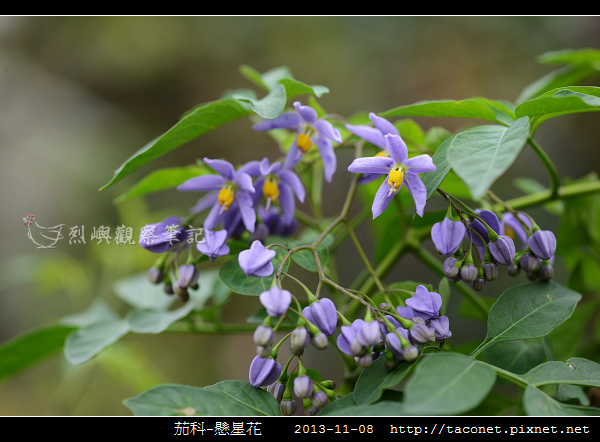 茄科-懸星花_05.jpg 茄科-懸星花_05.jpg