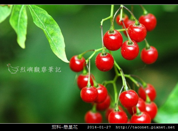 茄科-懸星花_12.jpg