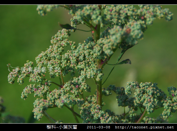 藜科-小葉灰藋_04.jpg