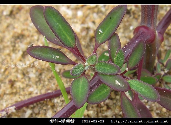 藜科-變葉藜_08.jpg 藜科-變葉藜_08.jpg
