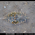 黃斑燕尾海麒麟_01.jpg