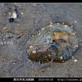黃斑燕尾海麒麟_03.jpg