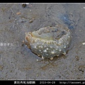黃斑燕尾海麒麟_04.jpg