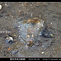 黃斑燕尾海麒麟_06.jpg