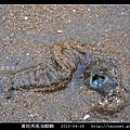 黃斑燕尾海麒麟_08.jpg