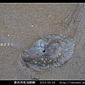 黃斑燕尾海麒麟_10.jpg