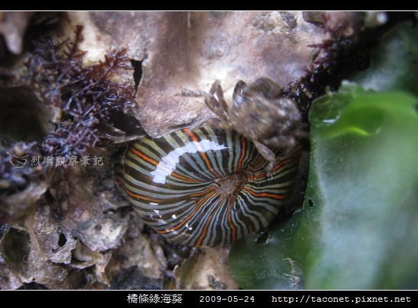 橘條綠海葵_09.jpg 橘條綠海葵_09.jpg