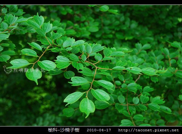 榆科-沙楠子樹_02.jpg 榆科-沙楠子樹_02.jpg