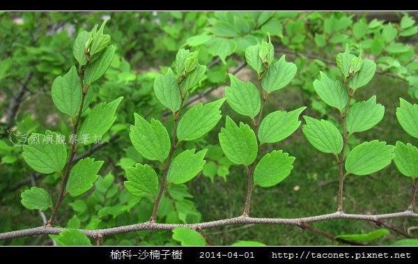 榆科 沙楠子樹 烈嶼觀察筆記 痞客邦 榆科 沙楠子樹 烈嶼觀察筆記 痞客邦