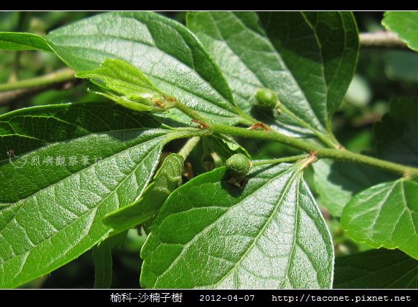 榆科 沙楠子樹 烈嶼觀察筆記 痞客邦 榆科 沙楠子樹 烈嶼觀察筆記 痞客邦