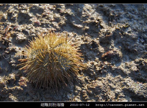 細雕刻肋海膽_01.jpg 細雕刻肋海膽_01.jpg