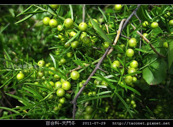 百合科-天門冬_03.jpg 百合科-天門冬_03.jpg