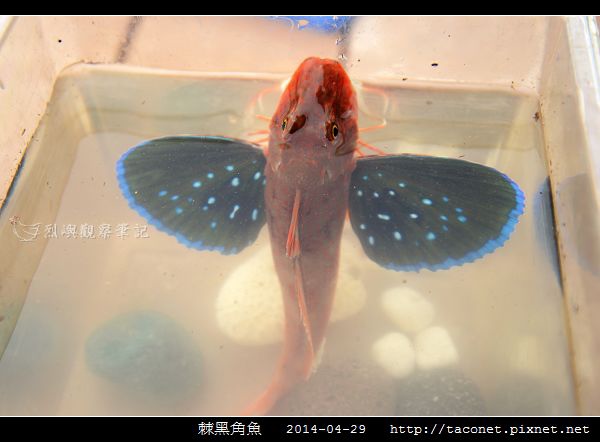 棘黑角魚_10.jpg