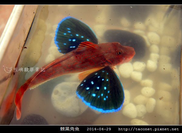 棘黑角魚_14.jpg 棘黑角魚_14.jpg