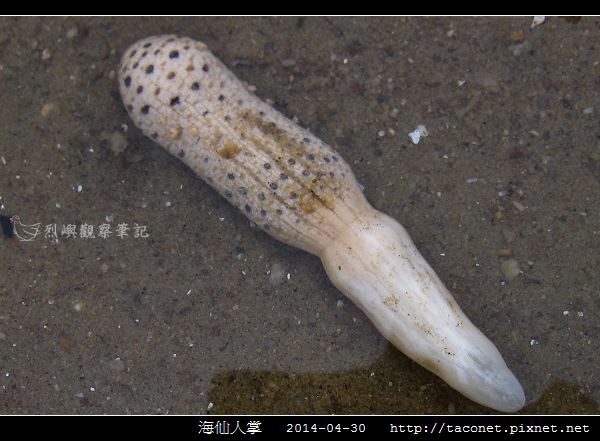 海仙人掌_01.jpg 海仙人掌_01.jpg