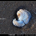 中華棘海鰓_05.jpg