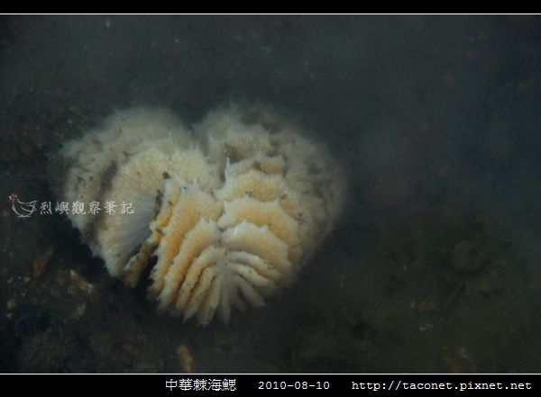 中華棘海鰓_07.jpg 中華棘海鰓_07.jpg