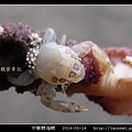 三葉小瓷蟹.jpg